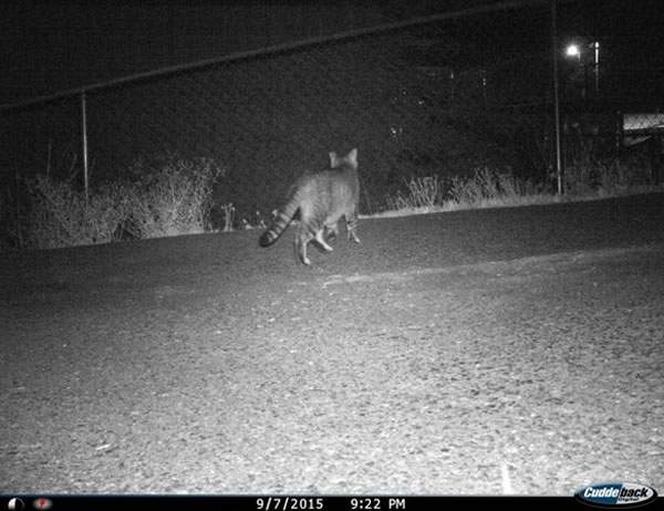 �������ո��ݾ������еĳ���èTigger��Ȼ�ǡ���͵��