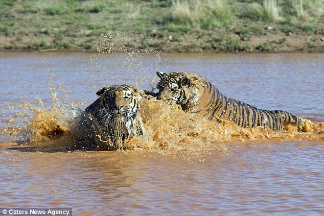 两只老虎好兄弟:扑通跳下水背溺水兄弟上岸