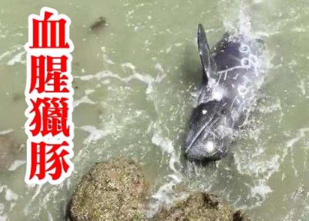 花纹海豚受惊撞向礁石