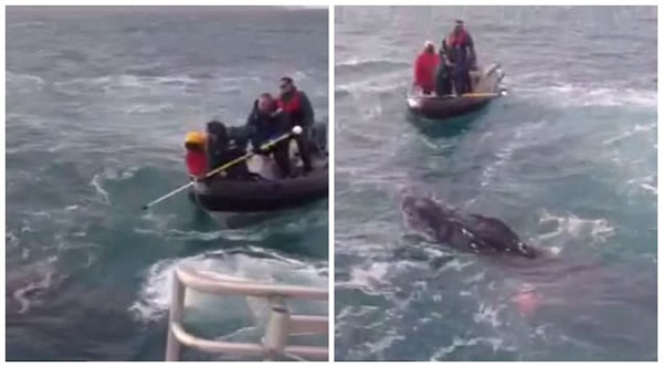 年幼座头鲸在新西兰首都海岸被困数小时后获救