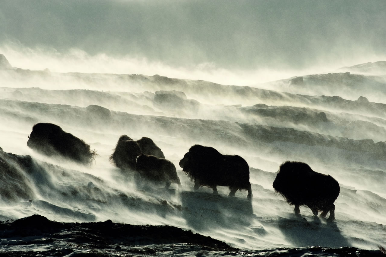 ����ѩ�е���ţ��Ų��������գ�2009 �ꣻ Nikon D3��200mm ��ͷ������1/1600 �룬��Ȧֵf 13���й��200��ͼƬ���ԡ�������Ȼ��Ӱ��ʦ