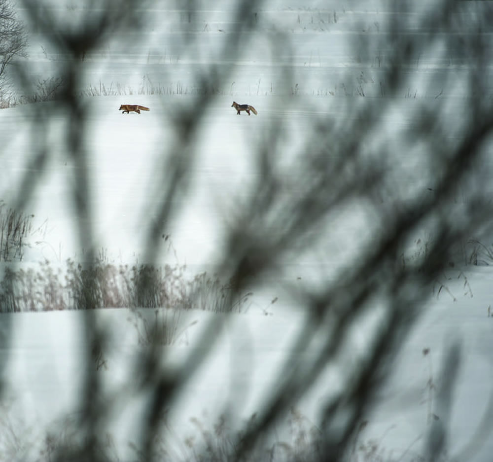 �������ڡ�����������ʡ�����Ĵ�����Champagne����2010 �ꣻ Nikon D3s��400mm ��ͷ������1/3000 �룬��Ȧֵf 4���й��200��