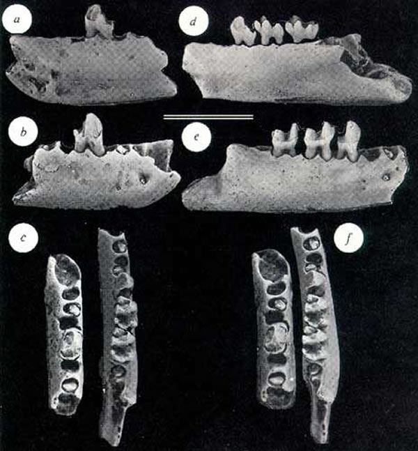 ��������Գ����ʯ