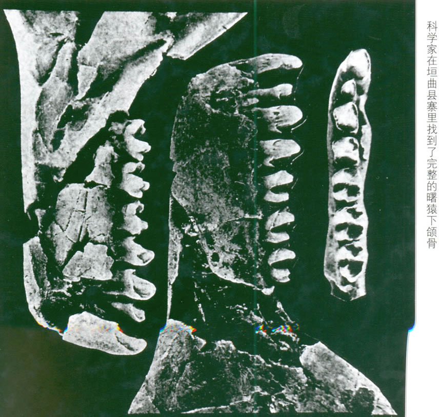“世纪曙猿”下颌骨化石