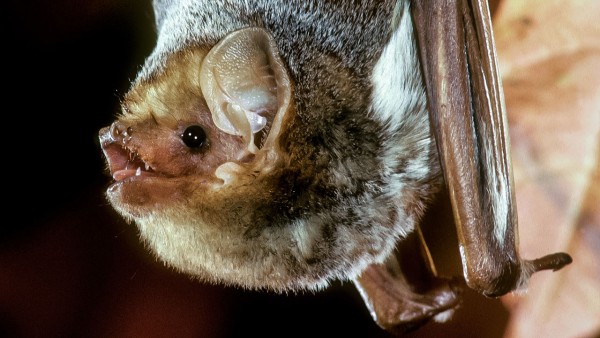 �����ũ�ü�ֵ��10�����𣺶�����������Щ���Ƿɶ���������ϵ����������л��