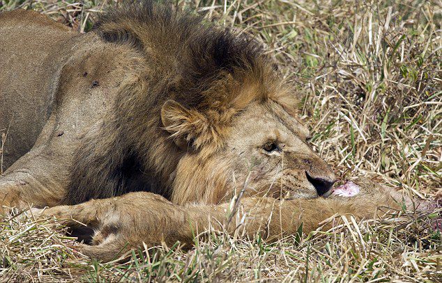坦桑尼亚塔伦吉尔国家公园雄狮占有雌狮并杀死它的孩子