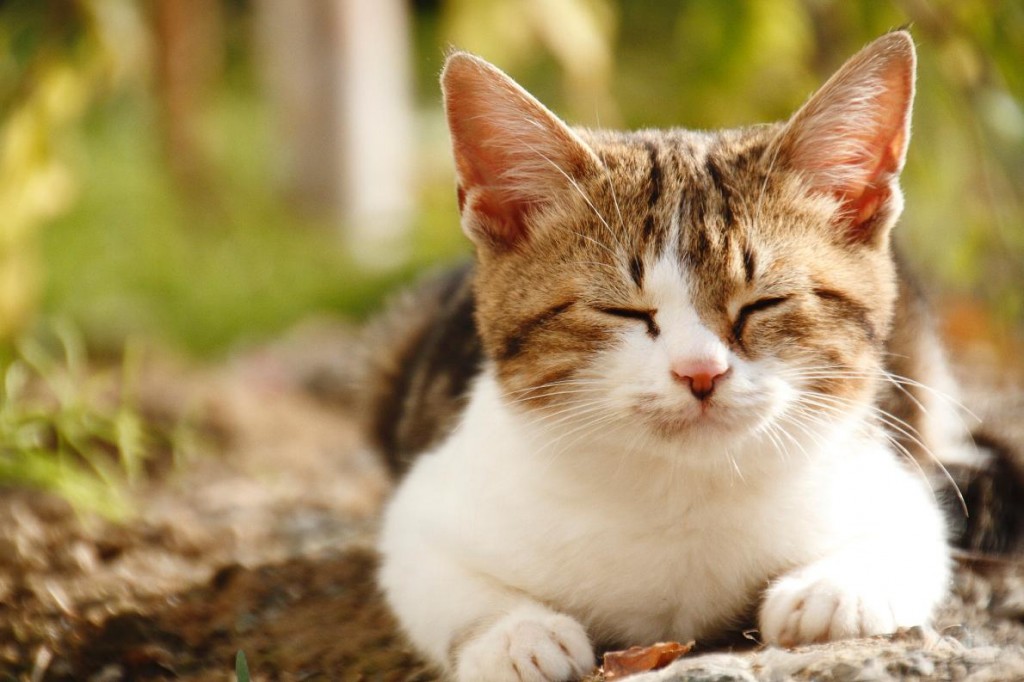 è����˯ʱ�����ܻῴ��Ӱ�񣬲�����ЩӰ����ܲ���������Ϊ���Ρ� Photograph by Masataka Komori, Aflo/Corbis