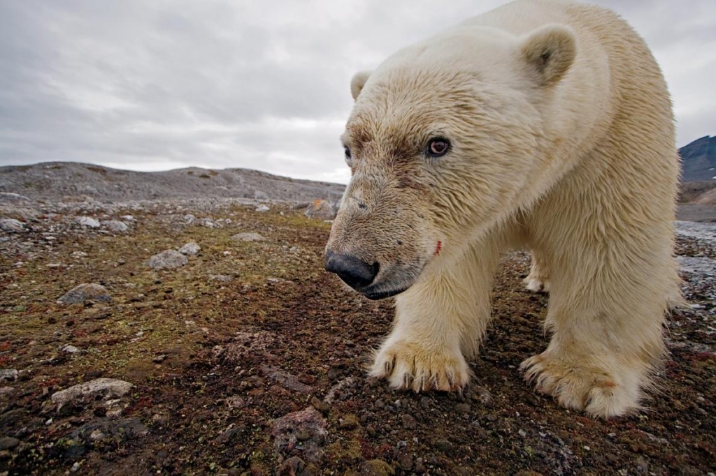 群岛上,一只北极熊正查看隐藏式摄影机。 Photograph by Paul Nicklen, National Geographic Creative