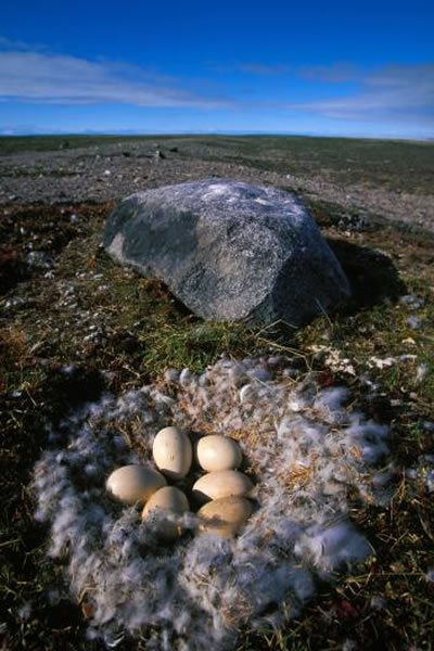 有些北极熊会吃雪雁的蛋(这一窝蛋位于加拿大努纳武特区),因为要在海冰上猎捕海豹已经愈来愈不容易。 Photograph by Paul Nicklen, Nat