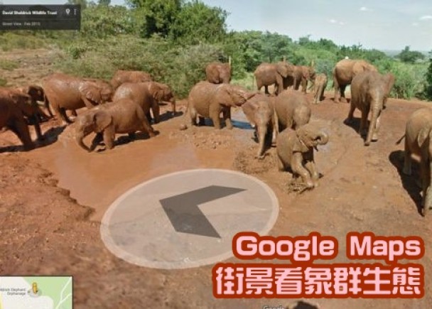 街景中可见象群