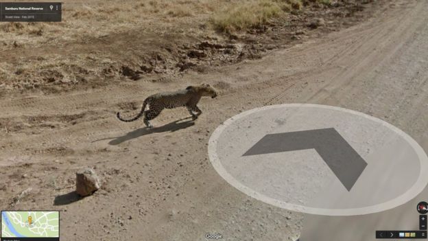 一头豹亦在街景中出现