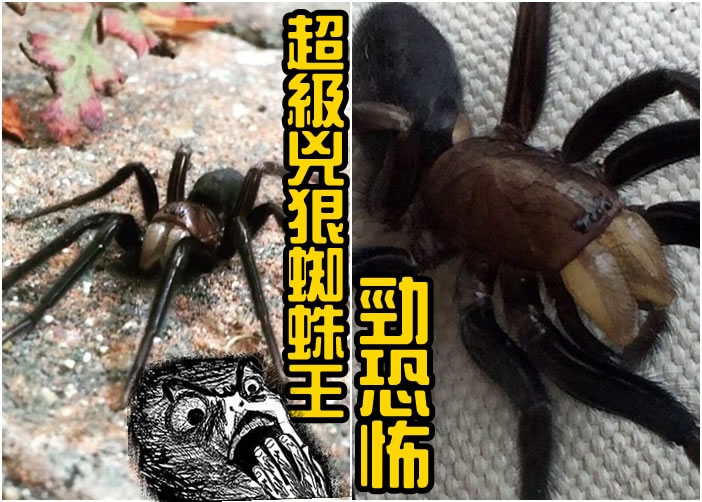 菲尔德发现该只蜘蛛霸王