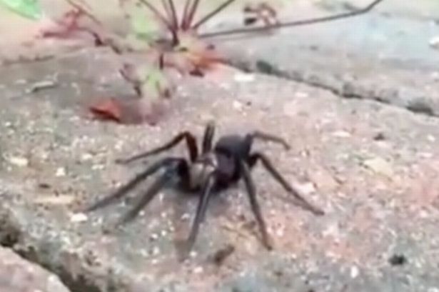 该种蜘蛛体型极大