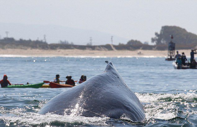 ����������������������������ͷ��һԾ�����Ƥͧ