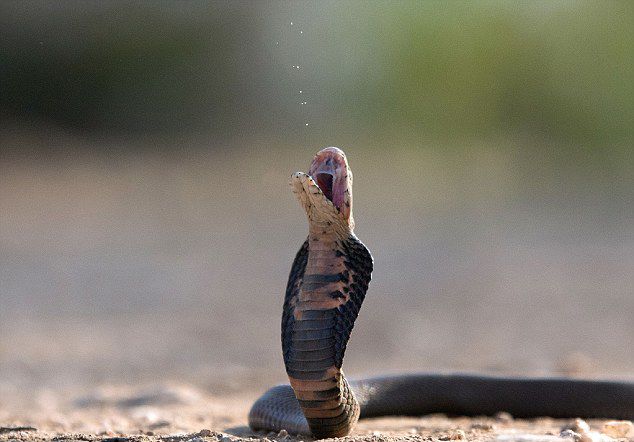 南非摄影师在自家捕捉到莫桑比克黑颈眼镜蛇喷射毒液画面