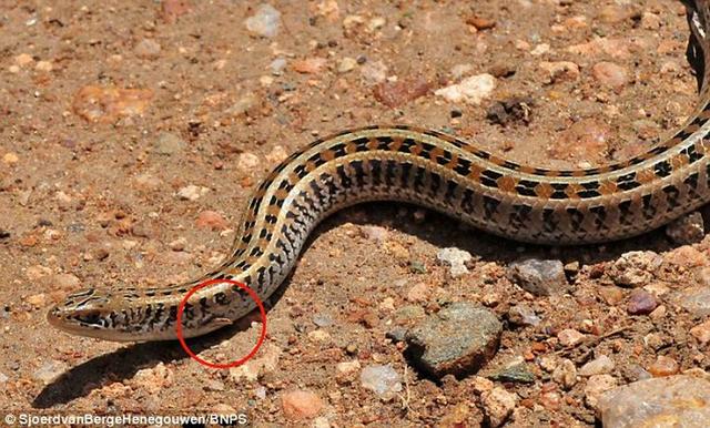 这是第一次拍摄到活体类蛇长尾蜥蜴,它爬行时颇似一条蛇,却长着4个细小的肢体