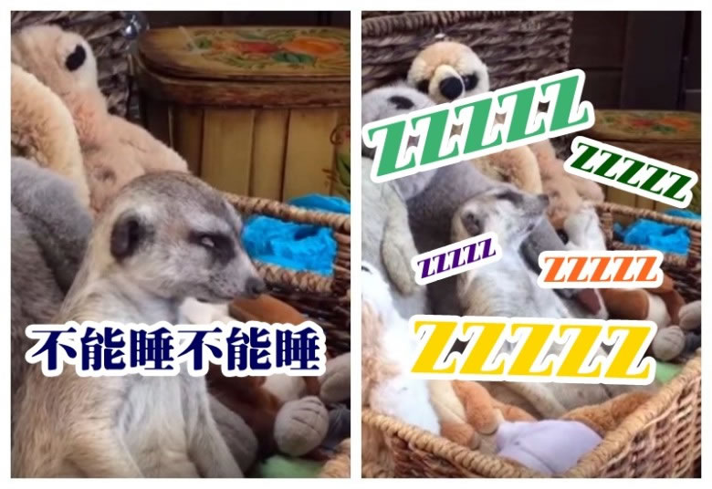 狐獴撑住不睡,结果不停“钓鱼”。