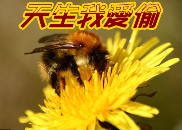 �о�ָ���������۷���������С͵��