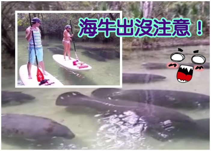 一对情侣在玩立桨冲浪的时候,突然遇到濒临绝种的海牛。