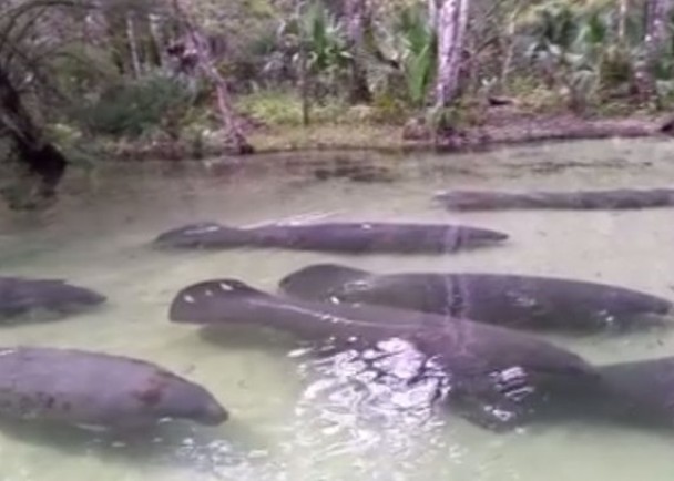 海牛空群而出,十分罕见。
