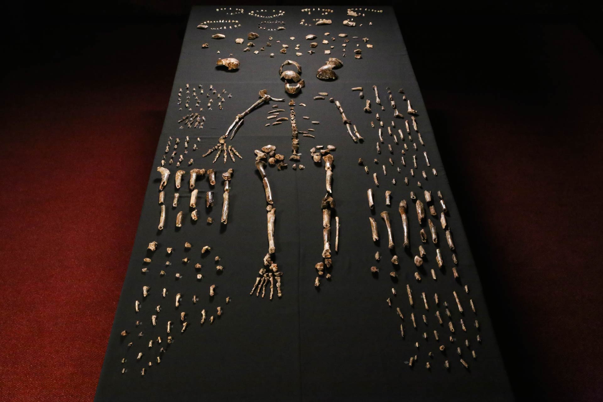 南非洞穴发现Homo naledi 是非洲已发现的最大的化石宝藏