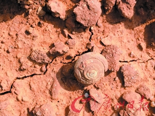 广东三水发现大量类似蜗牛的“螺化石” 距今约5500万年