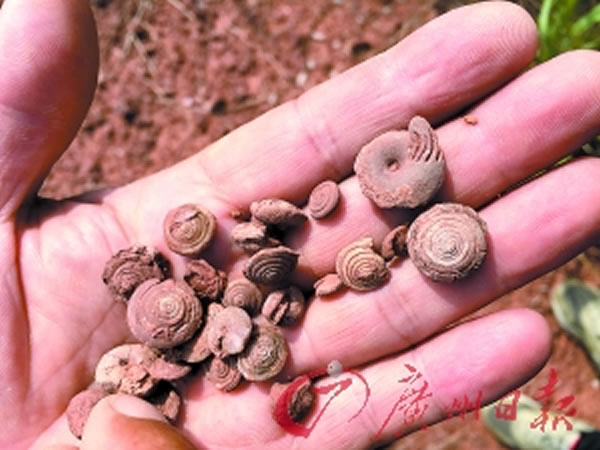 广东三水发现大量类似蜗牛的“螺化石” 距今约5500万年
