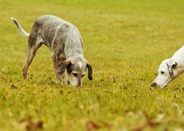 研究显示狗只会先用记忆力,去判断食物位置。