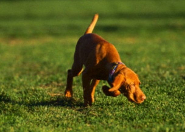 人类向来觉得狗只嗅觉能力超强