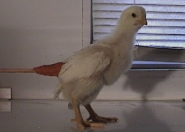 将有重量的木条贴在鸡的屁股,它走路姿势便会像恐龙。