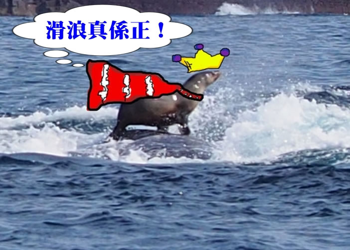 极其罕见一幕:澳洲一只海豹竟然站在座头鲸背部上玩冲浪