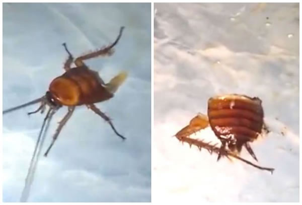 СǿôСǿ̩һֻ뱻ǰ