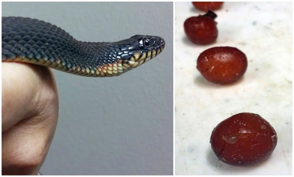 ������������һ������׽���Ĵ��ԻƸ�ˮ�߱�������Ȼ�ٴβ���