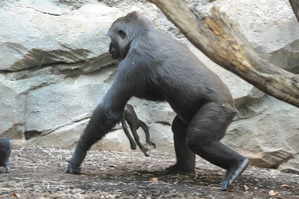 德国法兰克福动物园母猩猩Shira不能接受幼崽死讯 紧抱遗体四处游荡