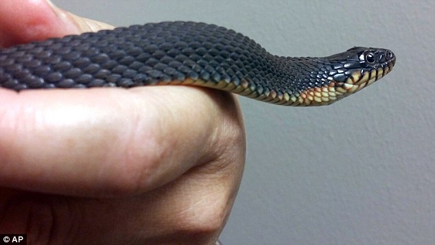 ������������һ�����ԻƸ�ˮ����û���κ����԰�����������Ȳ���С��