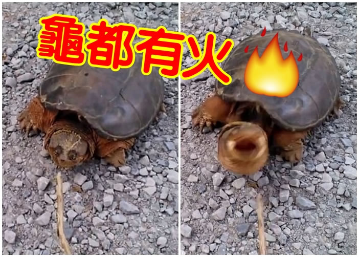 ���һ�����Ӻ��������ڹ꣬����׳������