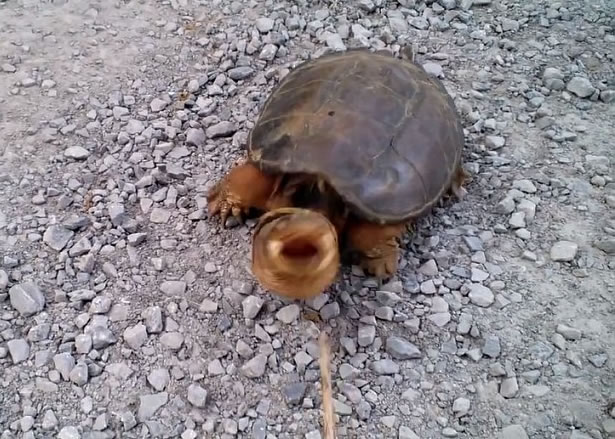 ��������ľ���ò�����沿���Է�ͻȻ�����Ŵ���ͼ�����������ȥ��