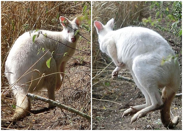 Ӣ��һֻ�׻�����ͼ��������䡣