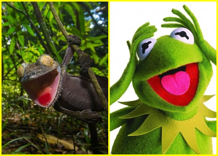 ������ɫ������ͼ���ſ��ڣ�ò�Ʋ�ż���ܣ���ͼ������Ц���ţ����Ų��㡣