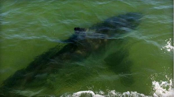 美国科德角沿海海域发现一条体型巨大、外表古怪的大白鲨