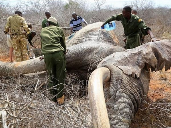 ������3ֻҰ�����󱻵������ö������� �Լ��ߵ������ӻ���Ѱ�����