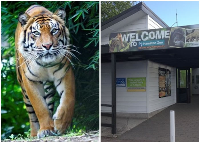 哈密尔顿动物园有女职员被老虎咬死,左图为园内其他老虎。