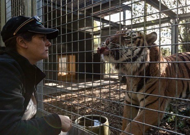 库德尔赫(左)惨被老虎袭击致死。