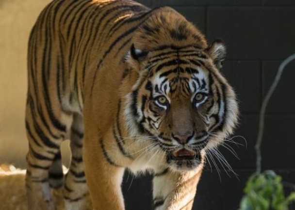 不少人希望当局不要人道毁灭奥兹(图)。