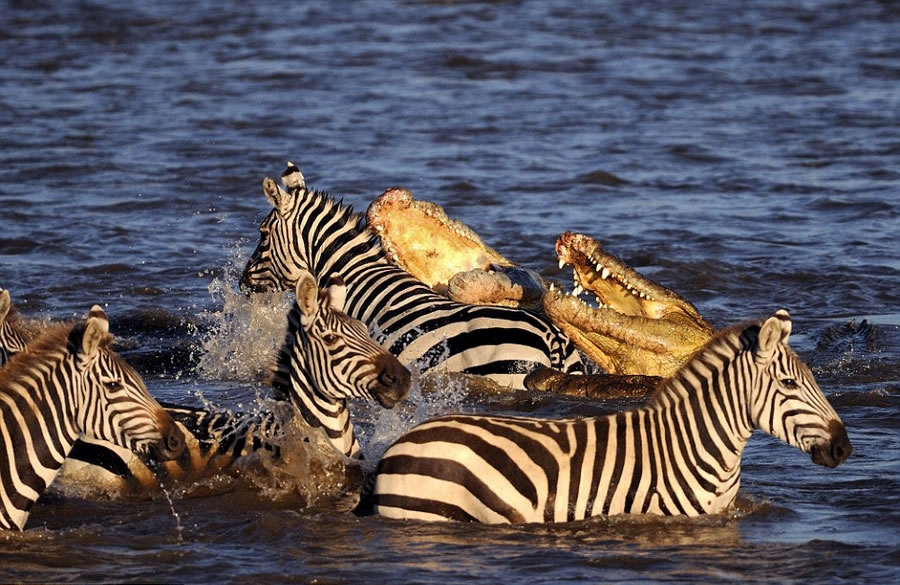 肯尼亚马赛马拉国家自然保护区马拉河尼罗鳄围攻迁徙斑马