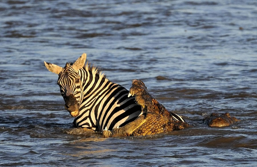 肯尼亚马赛马拉国家自然保护区马拉河尼罗鳄围攻迁徙斑马