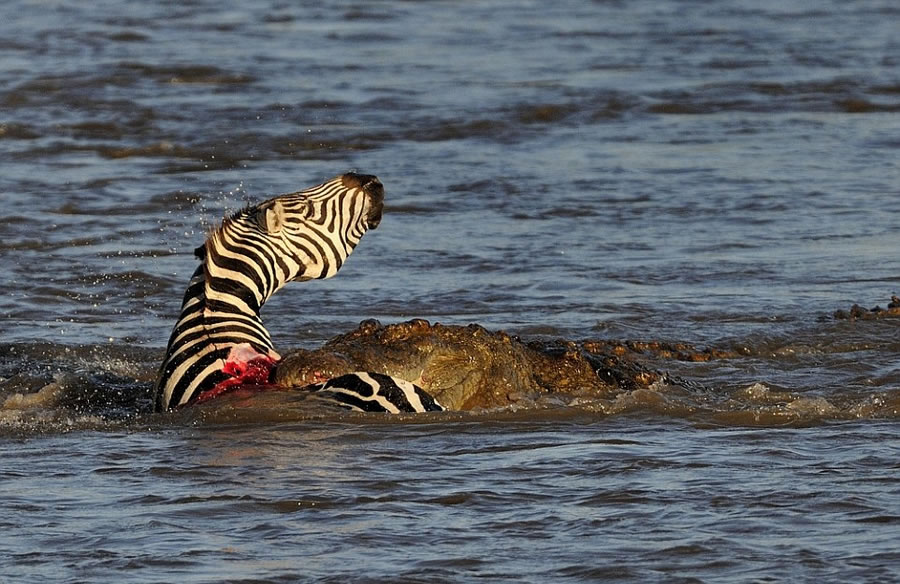 肯尼亚马赛马拉国家自然保护区马拉河尼罗鳄围攻迁徙斑马