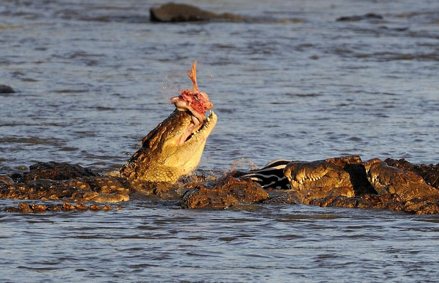 肯尼亚马赛马拉国家自然保护区马拉河尼罗鳄围攻迁徙斑马