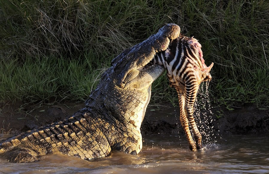 肯尼亚马赛马拉国家自然保护区马拉河尼罗鳄围攻迁徙斑马