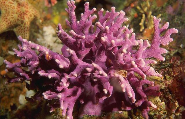 鹿角珊瑚所能生存的海域范围似乎被限制在了浅海区域,这对珊瑚来说很危险